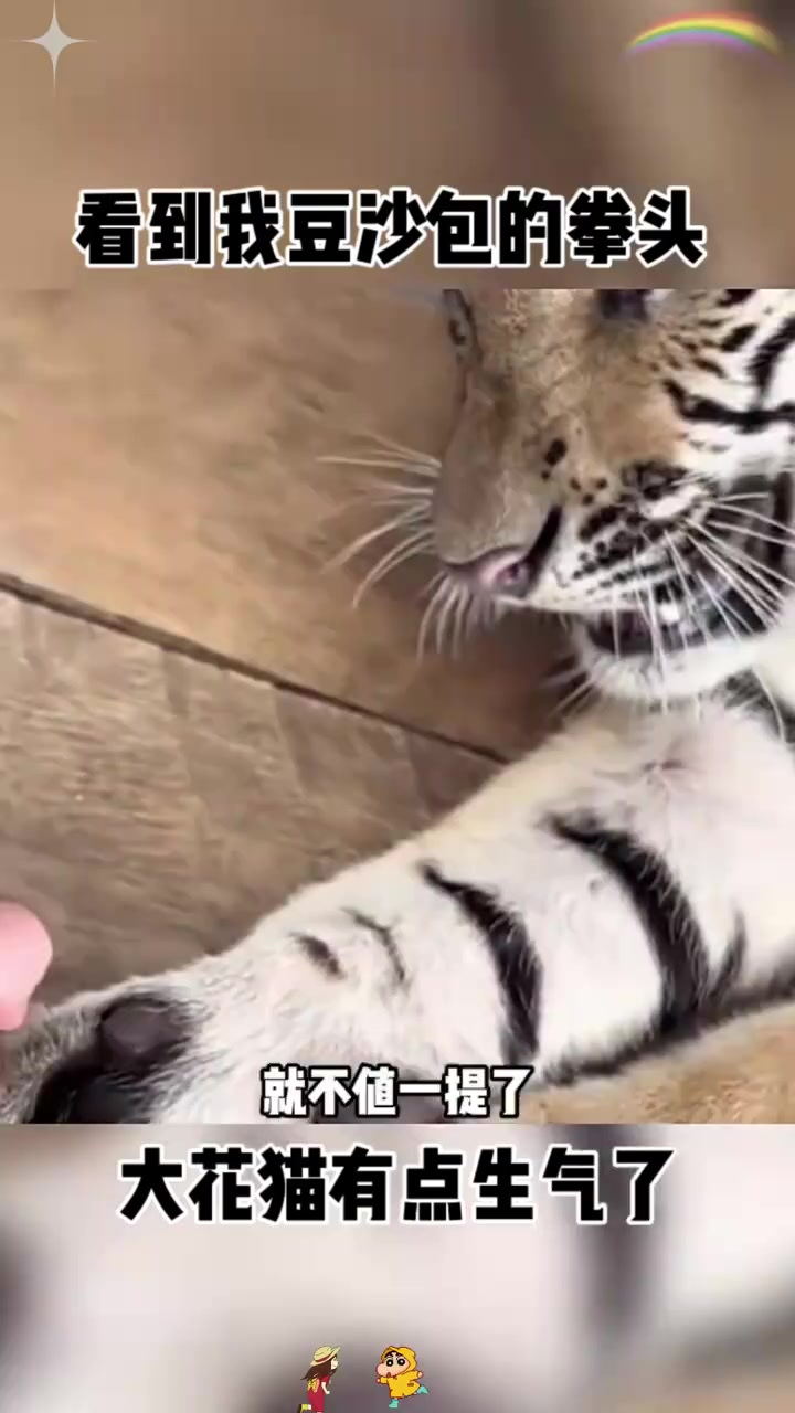 与成年老虎的较量:豆沙包与猛兽的幽默对比