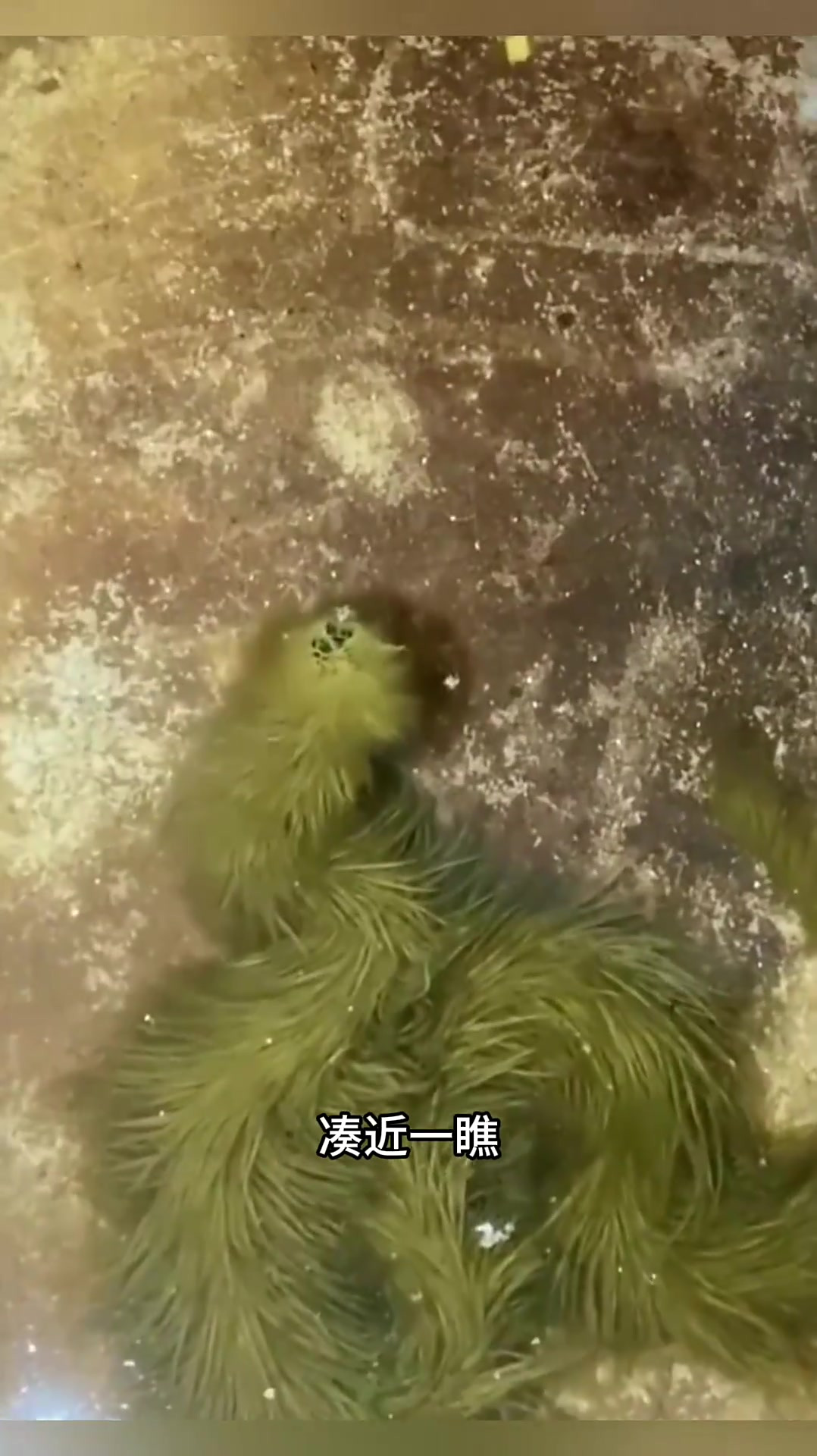 奇特长毛鱼:钓鱼之旅中的惊人发现与奇妙生物揭秘