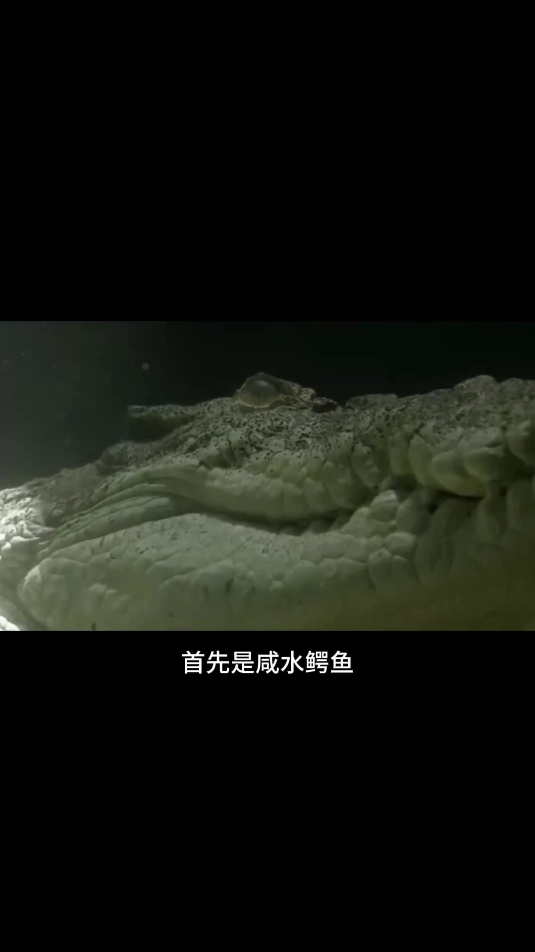 世界上最危险动物揭秘:咸水鳄鱼与毒箭蛙的致命特性