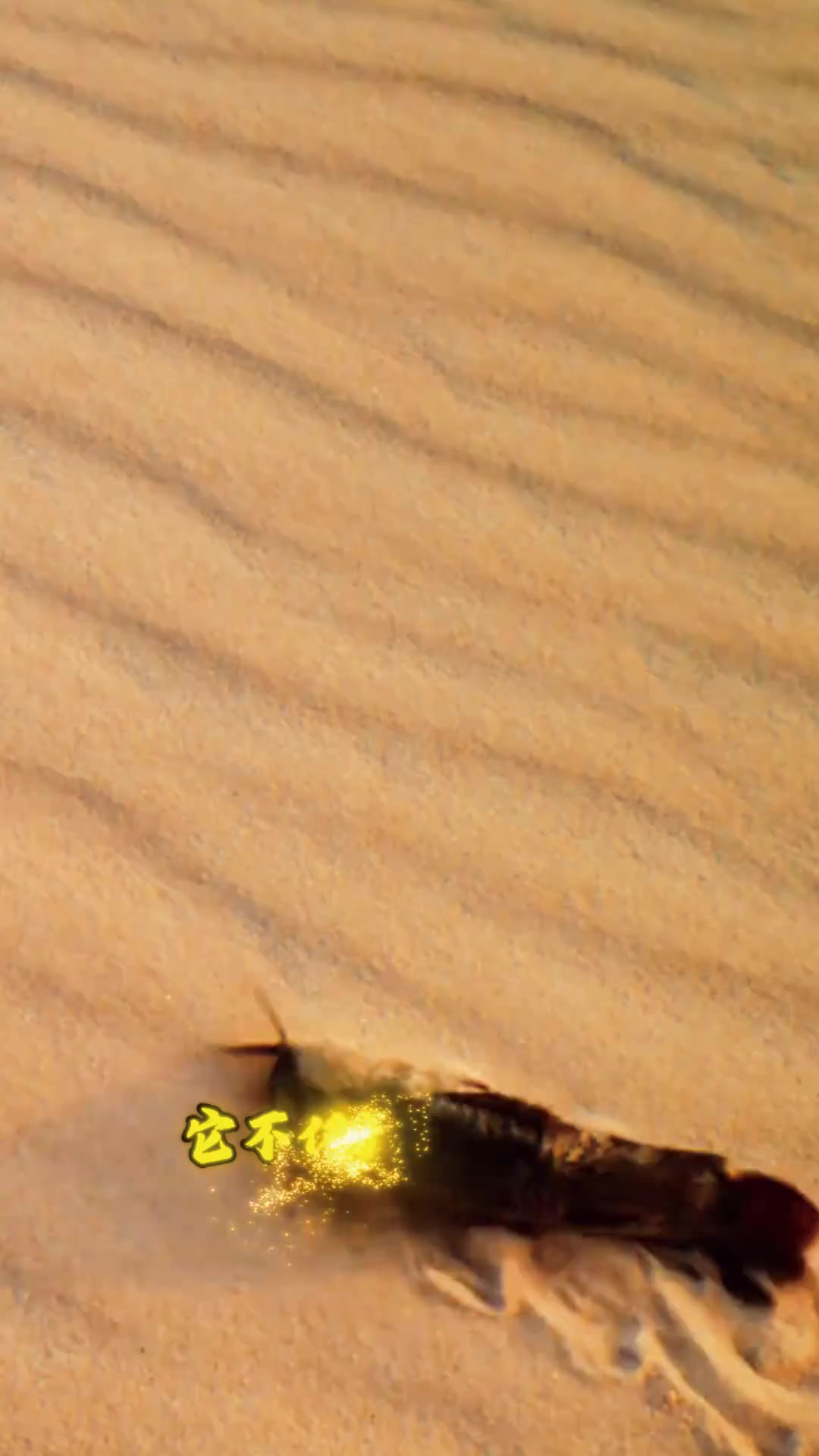 奇特的沙漠鱼:贾年在千湖沙漠生存的秘密与适应之道