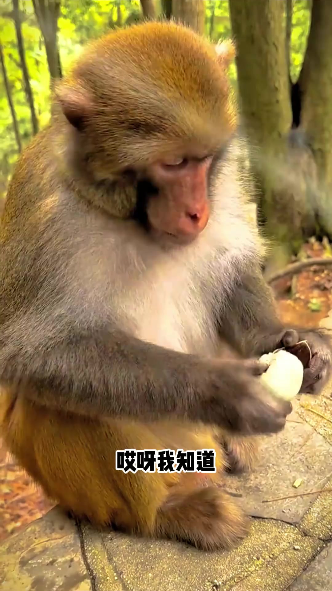 奇异的食材:黑色鸡蛋诡异滋味