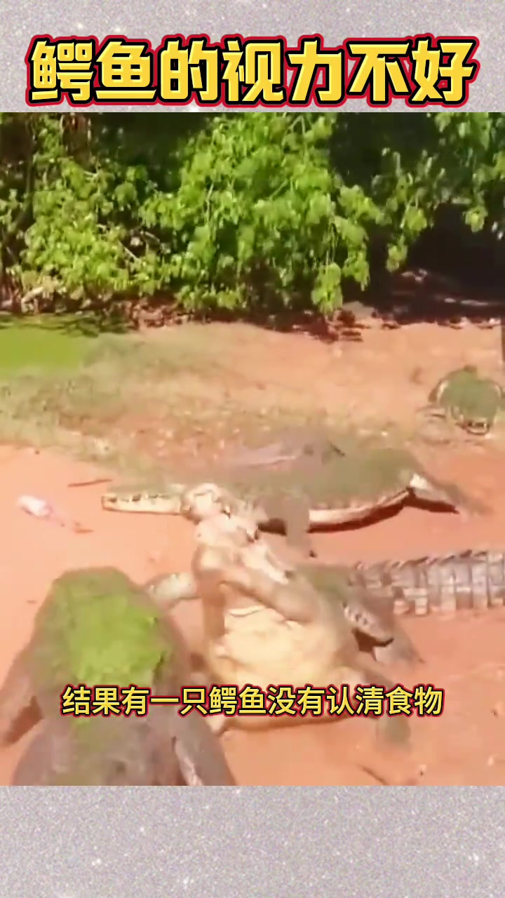 女子误投肉块引发鳄鱼争夺战,冷血动物本性显露