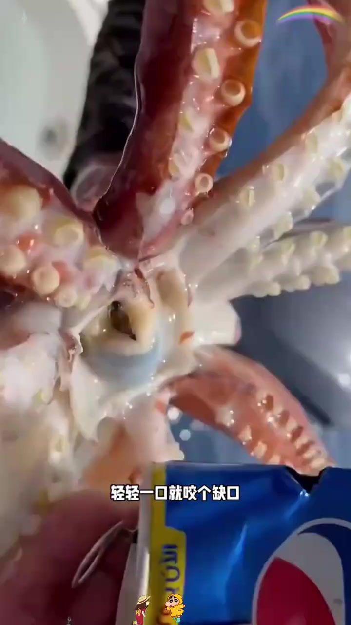 鱿鱼与食人鱼牙齿的锋利对比:谁能更轻松咬破饮料罐?