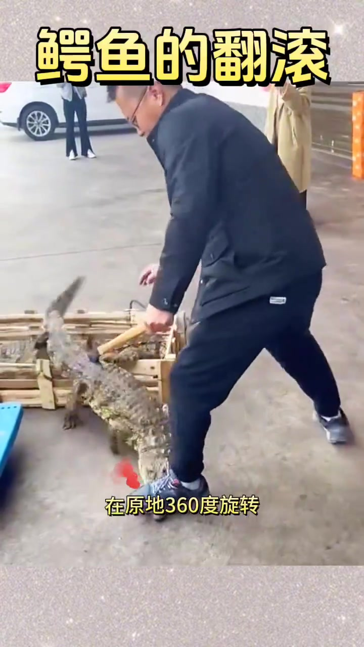 鳄鱼的翻滚,脾气挺暴躁