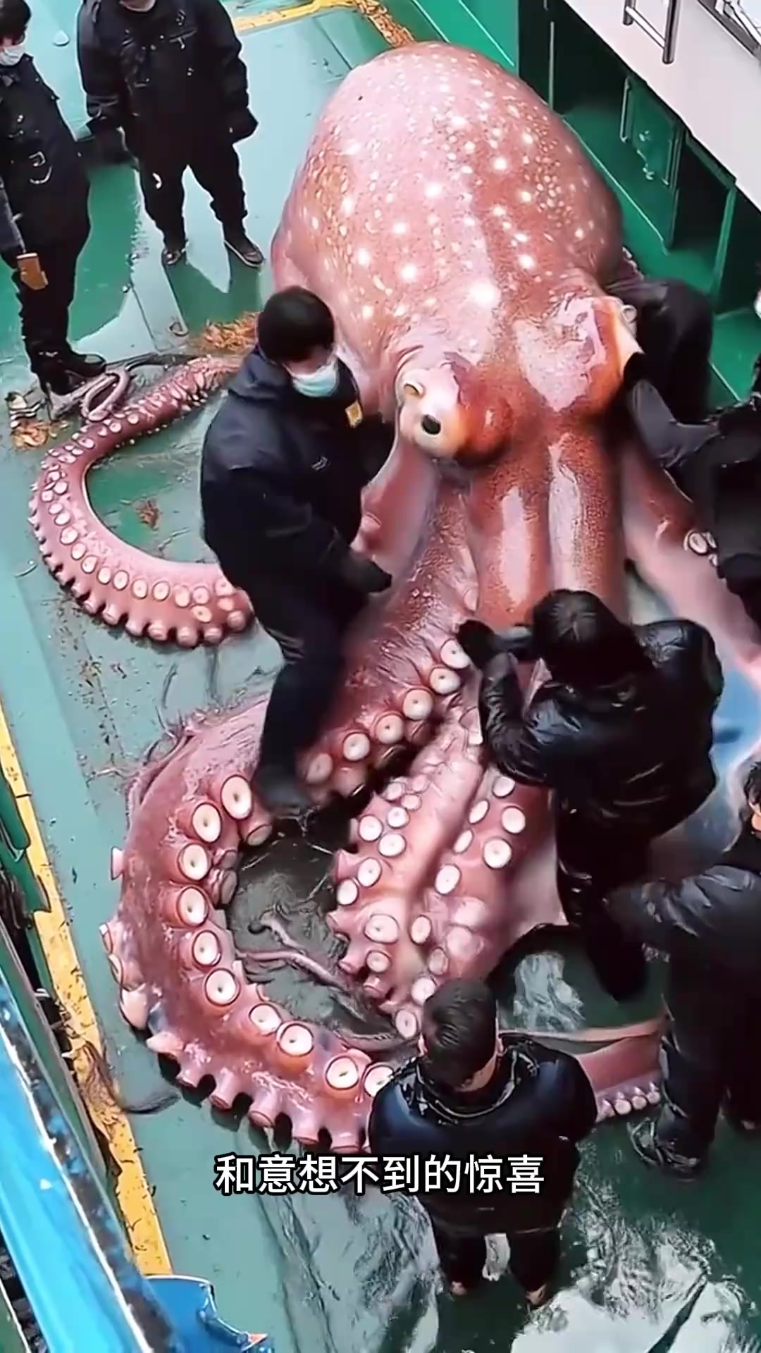 深海巨型章鱼现身,渔民震惊:是放生还是保留?