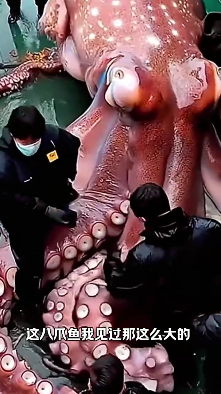首次见到巨型八爪鱼,船上兄弟们的紧张与惊喜