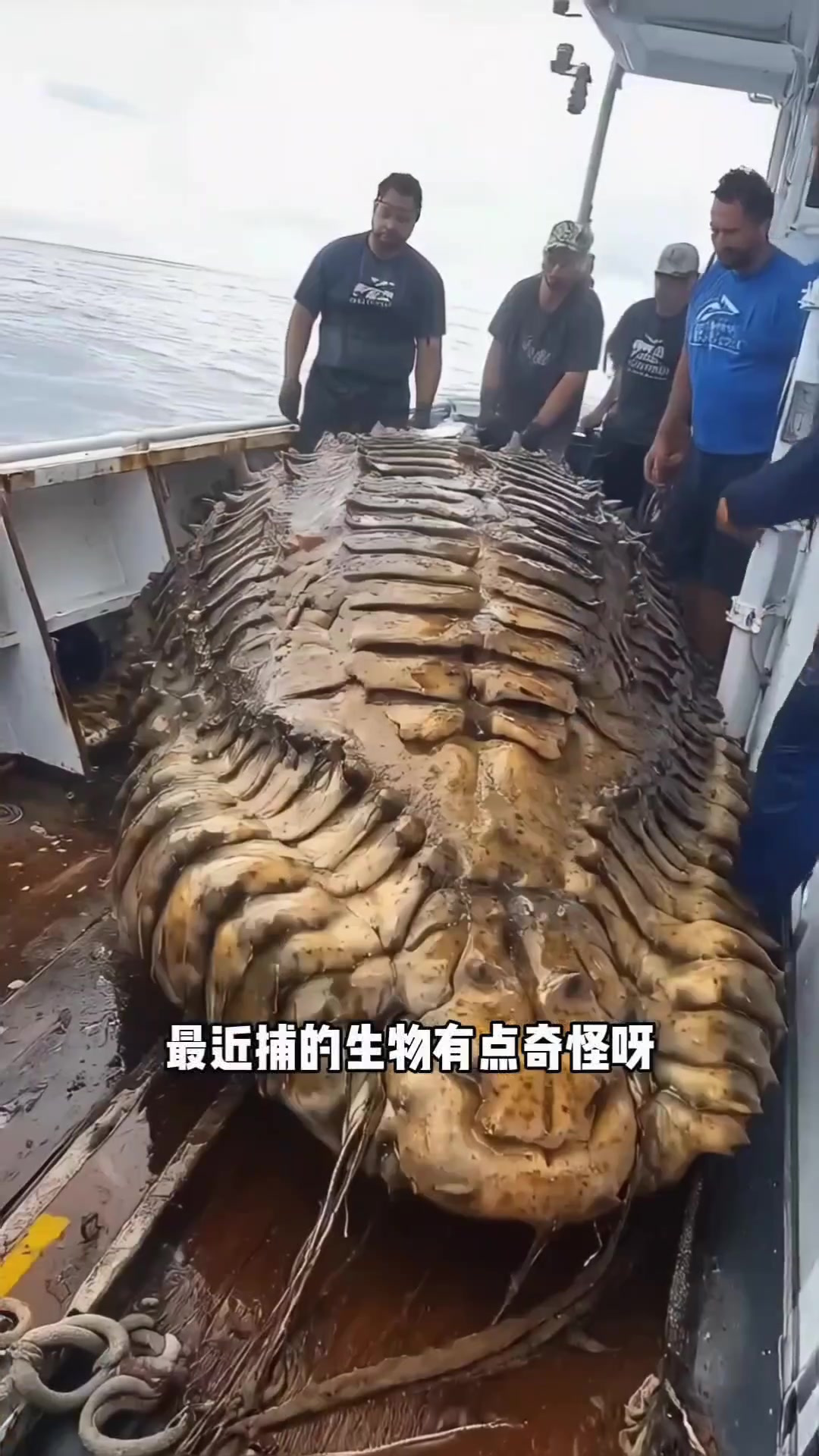 海上捕到奇异鱼,兄弟惊呆眼
