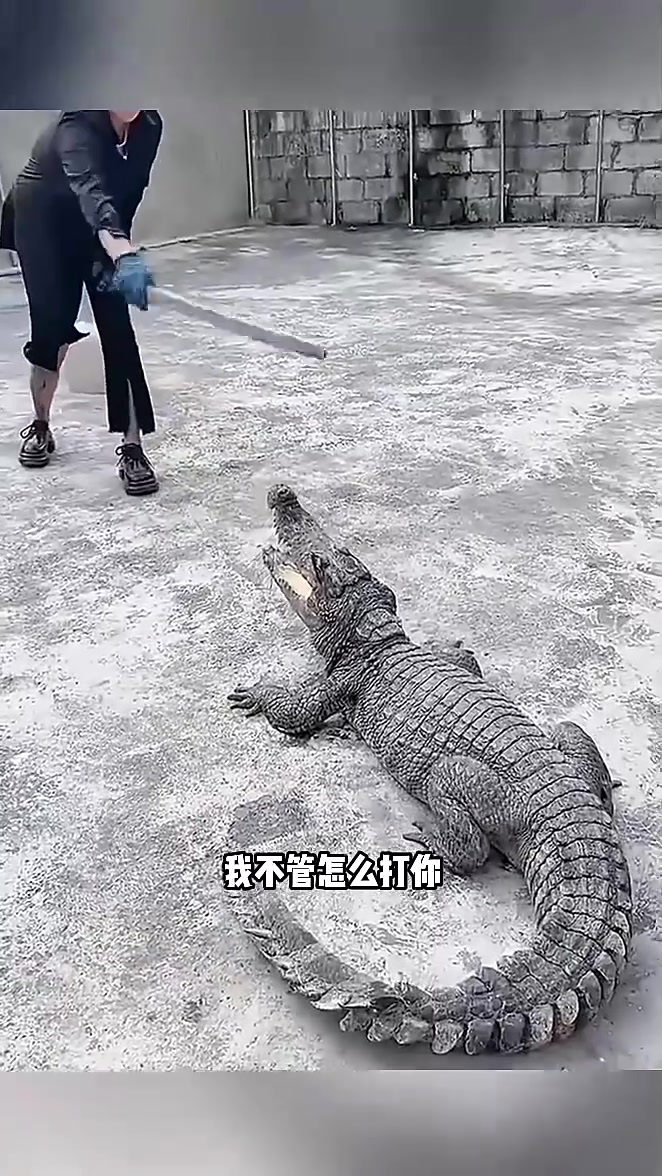 “小鳄鱼的成长故事:忠诚与调皮的陪伴”