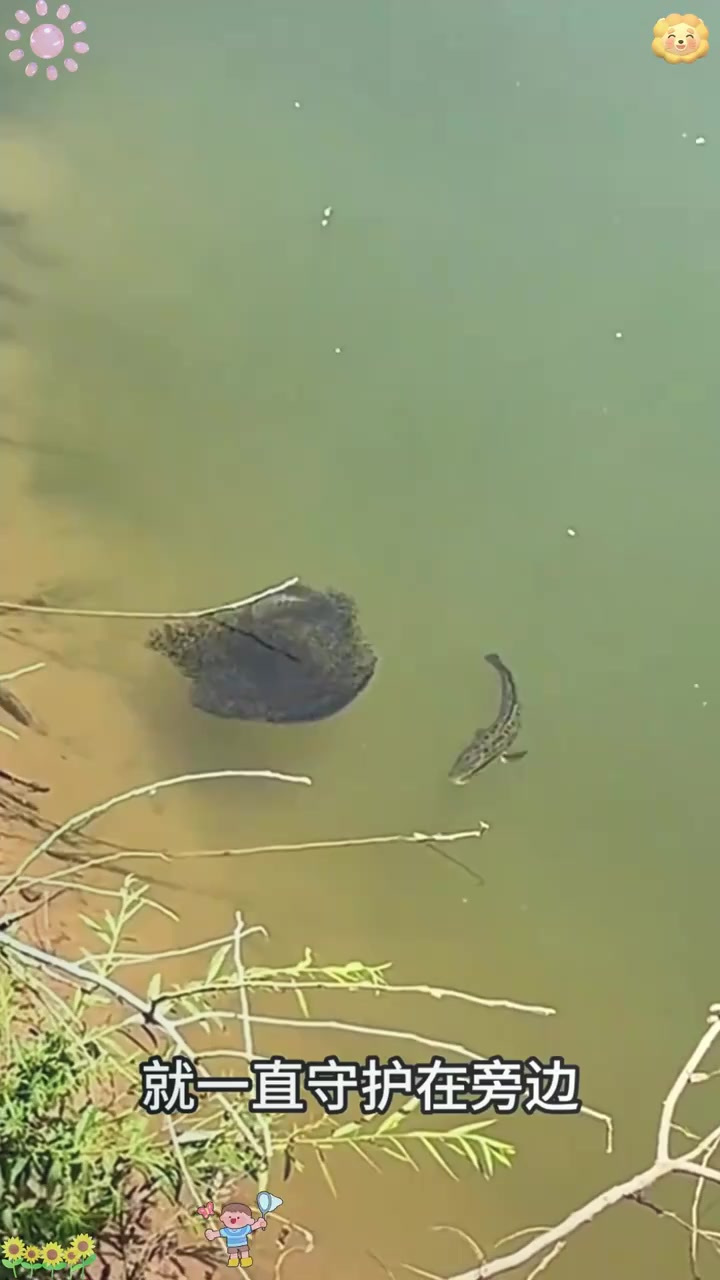 温馨守护:母鱼父鱼共同守护新生鱼宝宝的感人瞬间