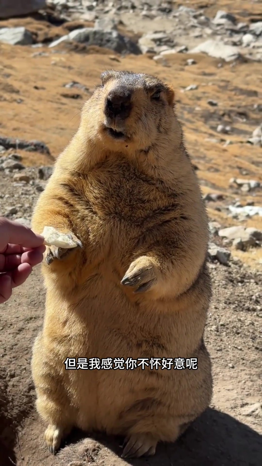 分享薯片的幽默对话:你要不要吃?我有点犹豫!