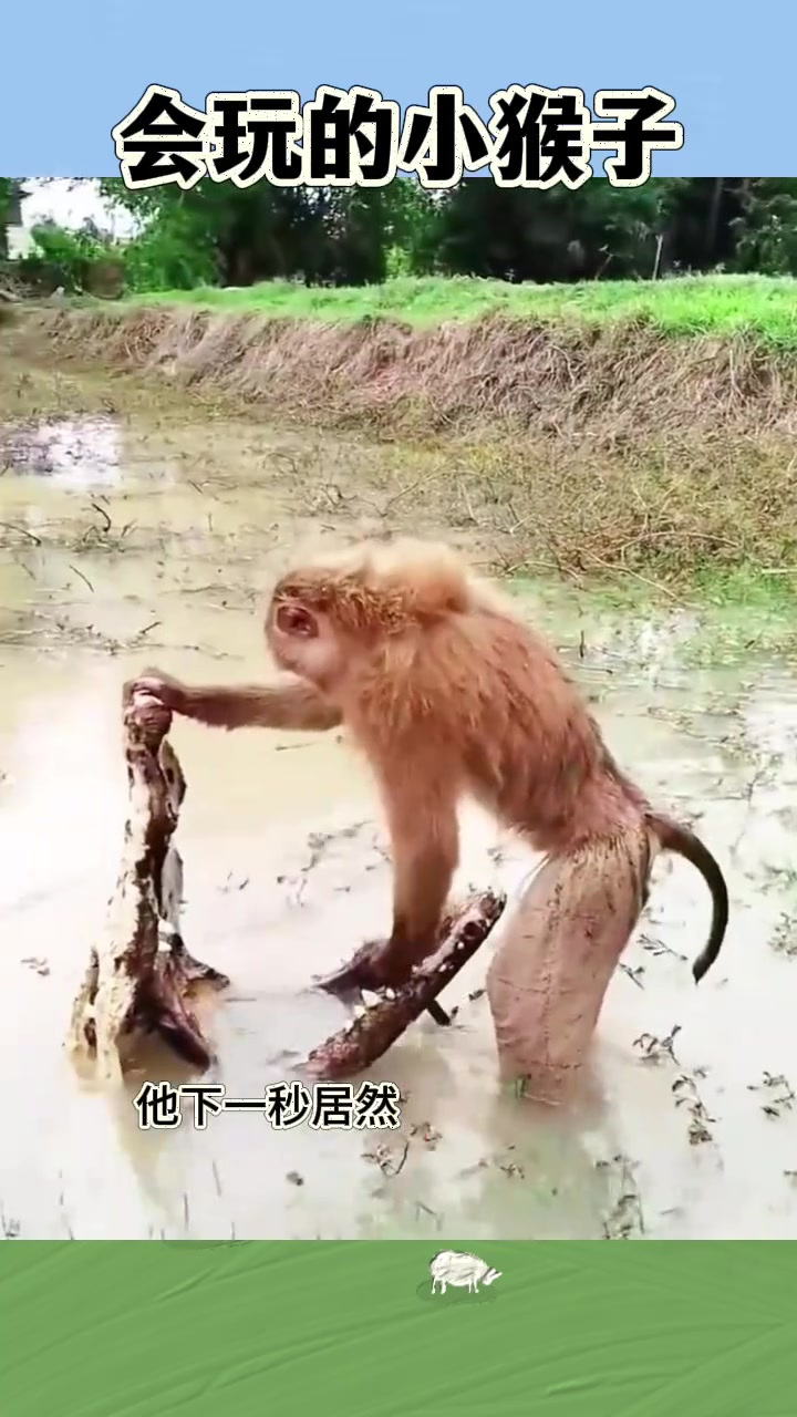 小猴子与鳄鱼骨架的奇妙邂逅:调皮与勇气的结合