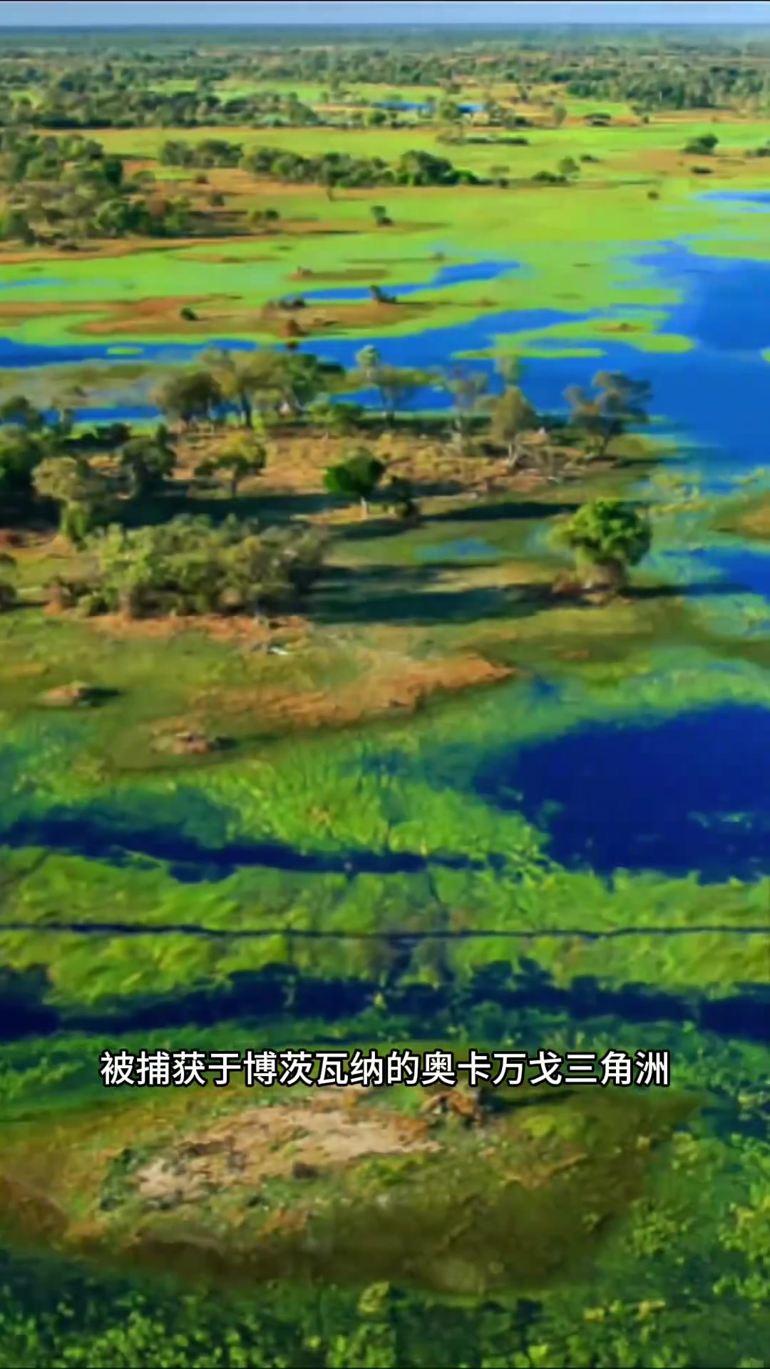 亨利:世界上最老鳄鱼,活到124岁,展现强大免疫力与繁殖能力