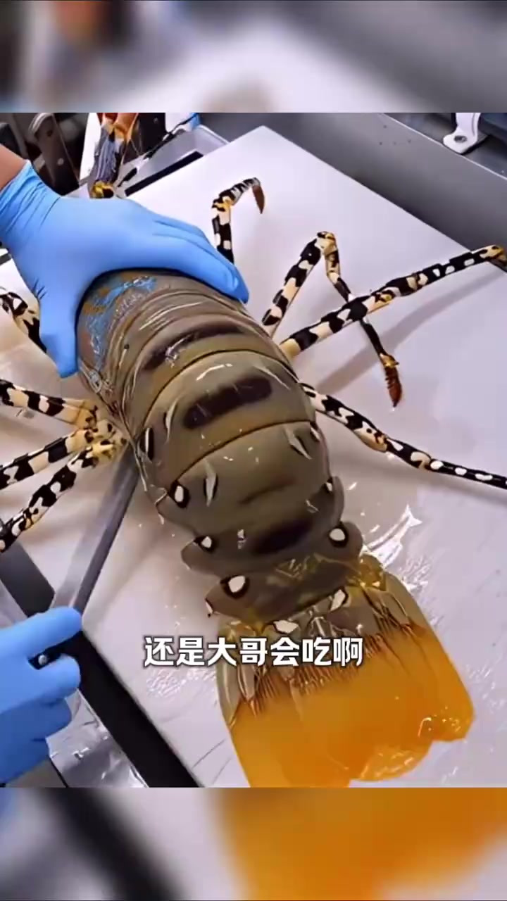 “大哥吃巨型龙虾,切割过程引人瞩目,肉多真诱人!”