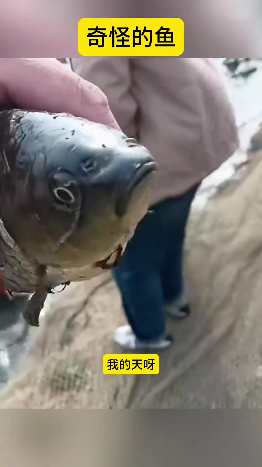 “神奇鲤鱼:凹陷腹部的生命力与可食性之谜”