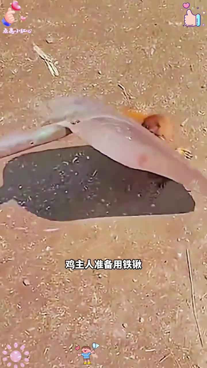 黄鼠狼大胆吃鸡,挺猛!
