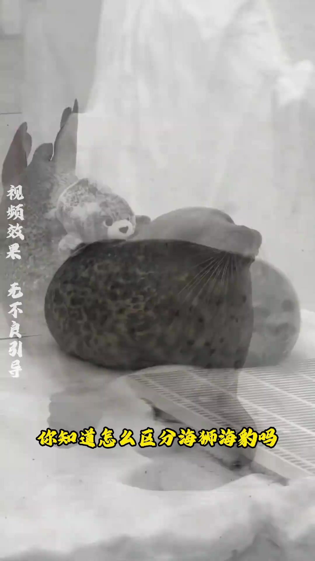 海狮海豹如何区分:耳朵+前肢形态+行走方式