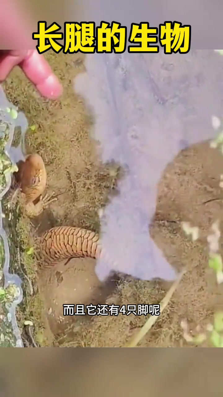 小溪边惊现奇特生物:四脚鱼类,求助识别!
