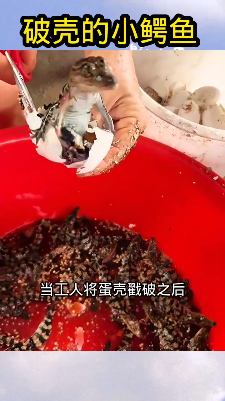 人工培育小鳄鱼出壳瞬间,探讨可爱与冷血动物的反差