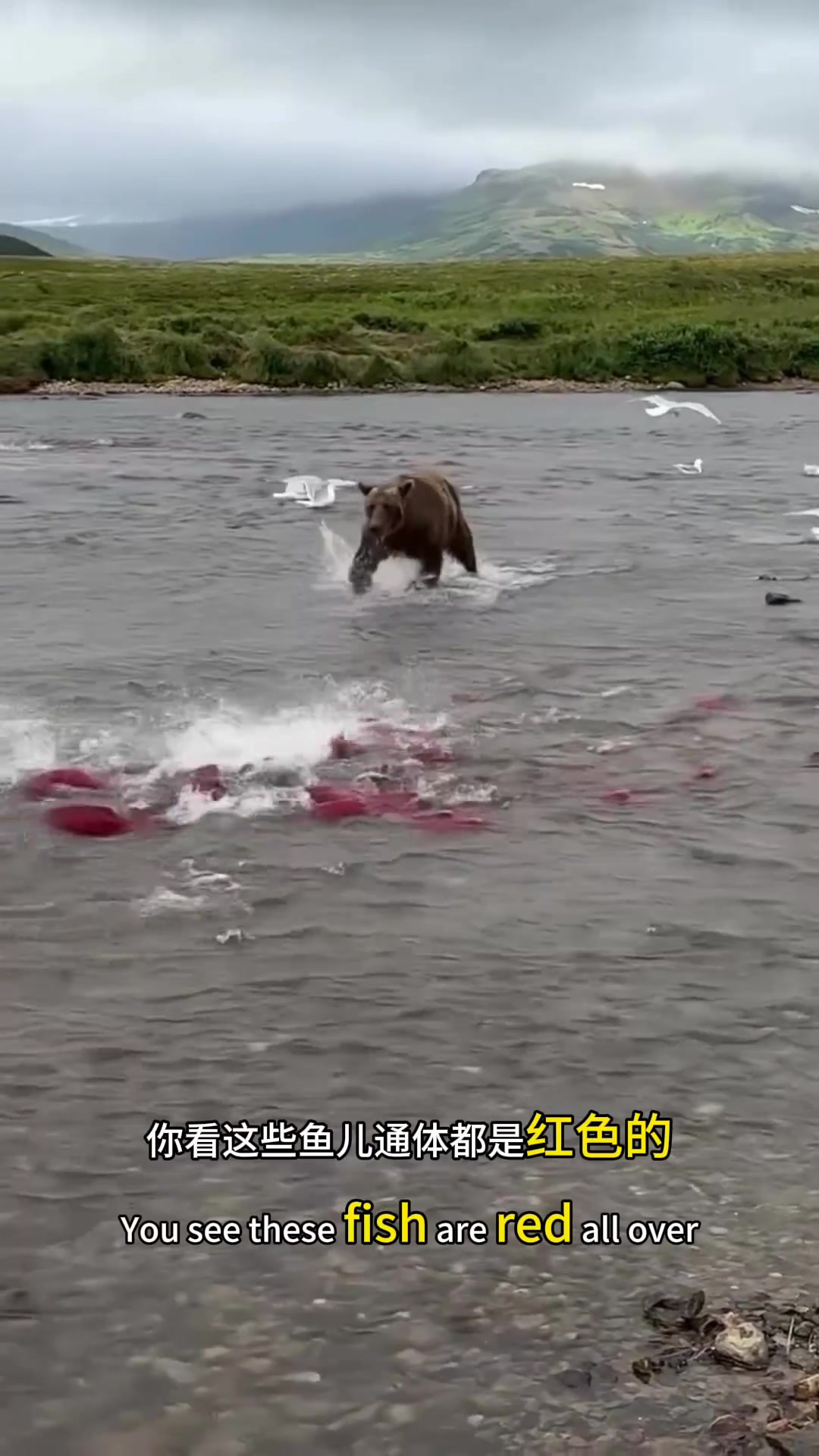 “警惕!俄罗斯红色鱼与大黑熊的神秘关系,旅游需小心!”