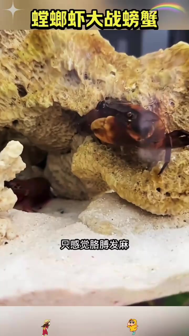 螳螂虾小身材却展现强大实力,轻松击碎螃蟹大钳子!