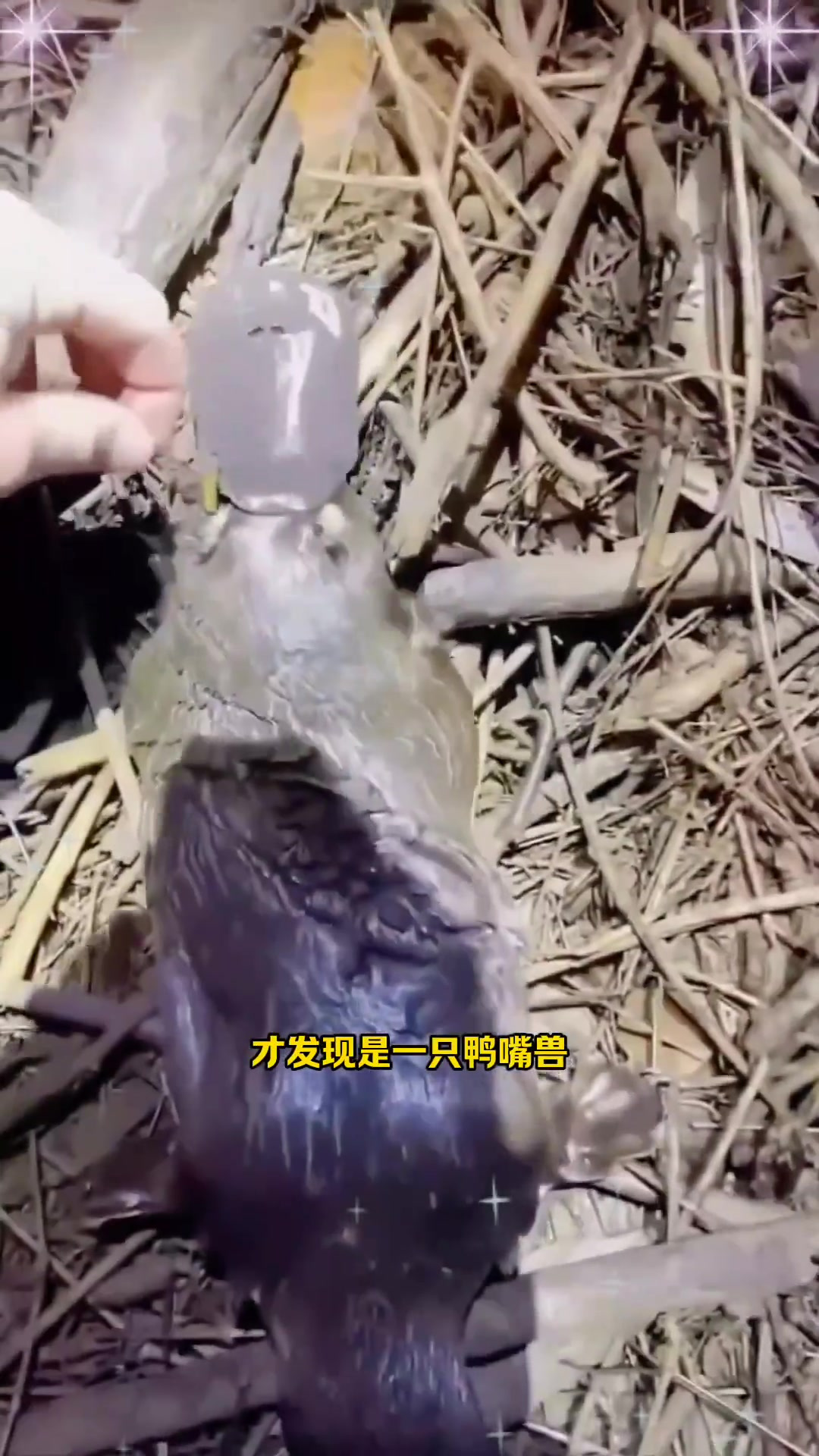 鸭嘴兽:男子心中的神秘宠物
