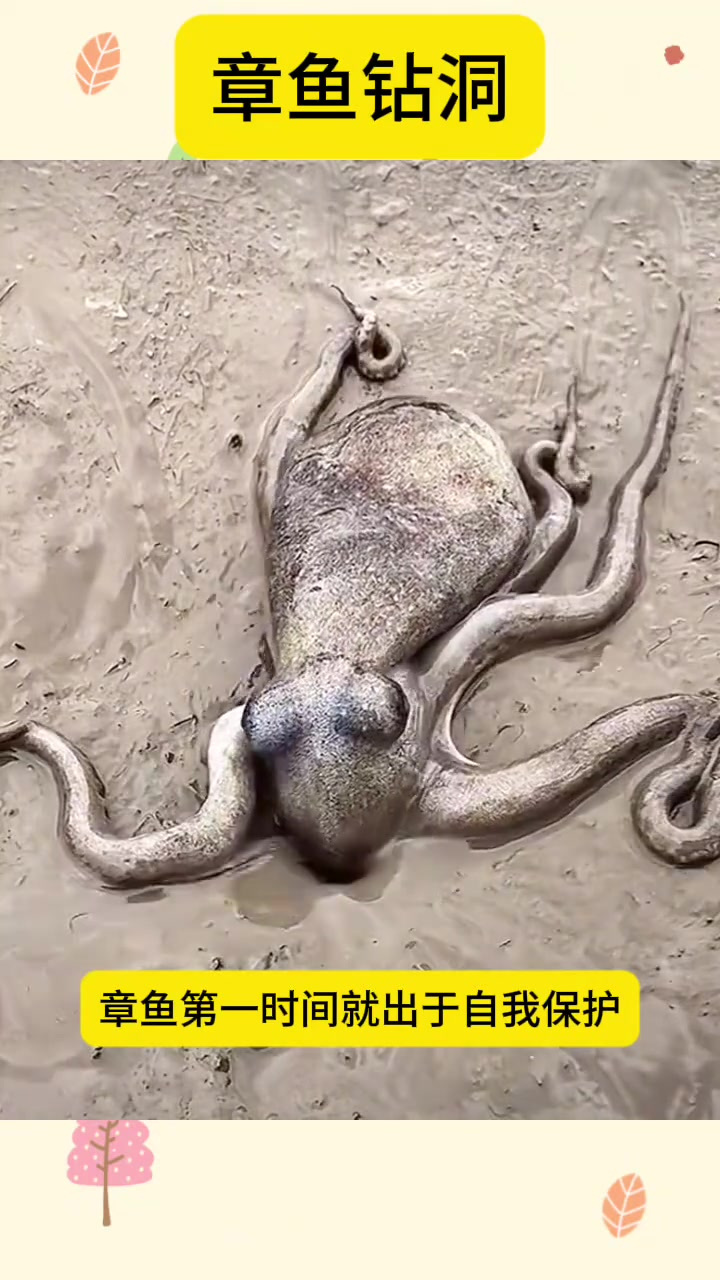 章鱼的速度神秘洞穴救走自我