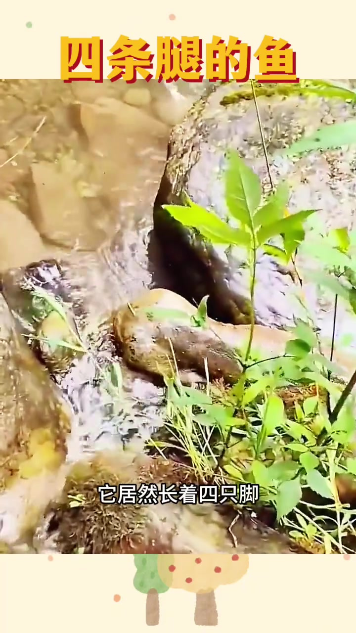 四条腿的鱼，居然不怕人