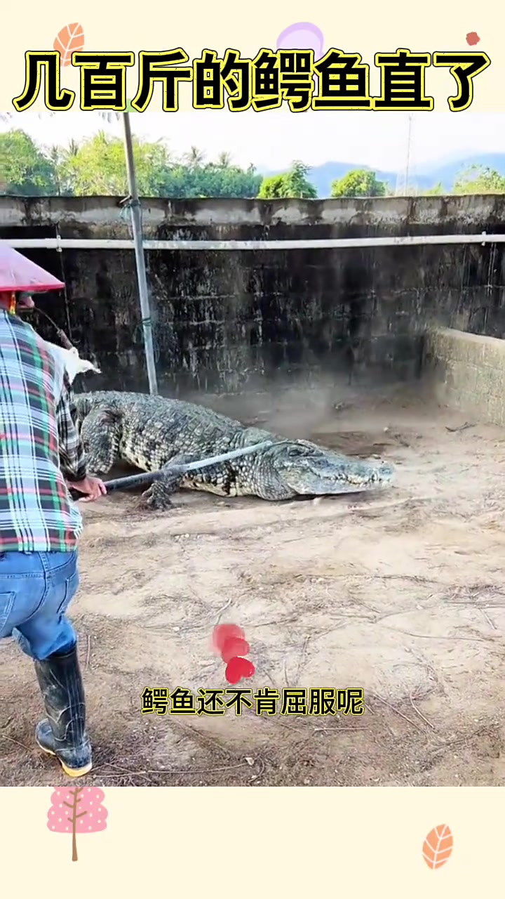 “人工养殖鳄鱼的命运:被钩捕后将如何处理?”