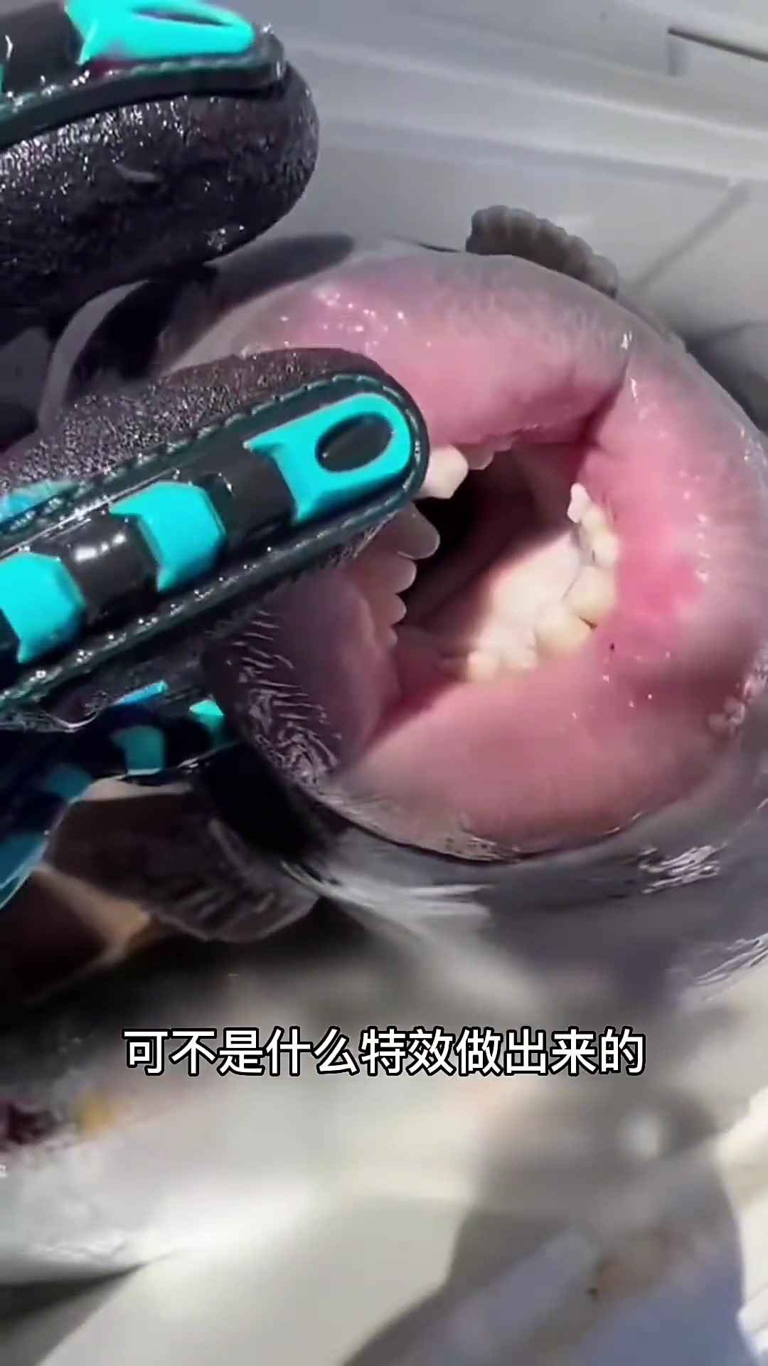 奇特斑机鱼:长人类牙齿的热带鱼及其牙齿护理秘密揭秘