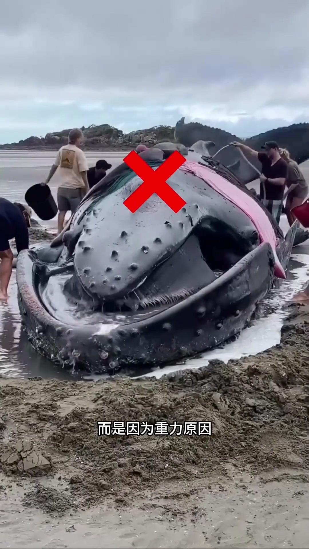 鲸鱼搁浅后的致命原因:重力与温度效应