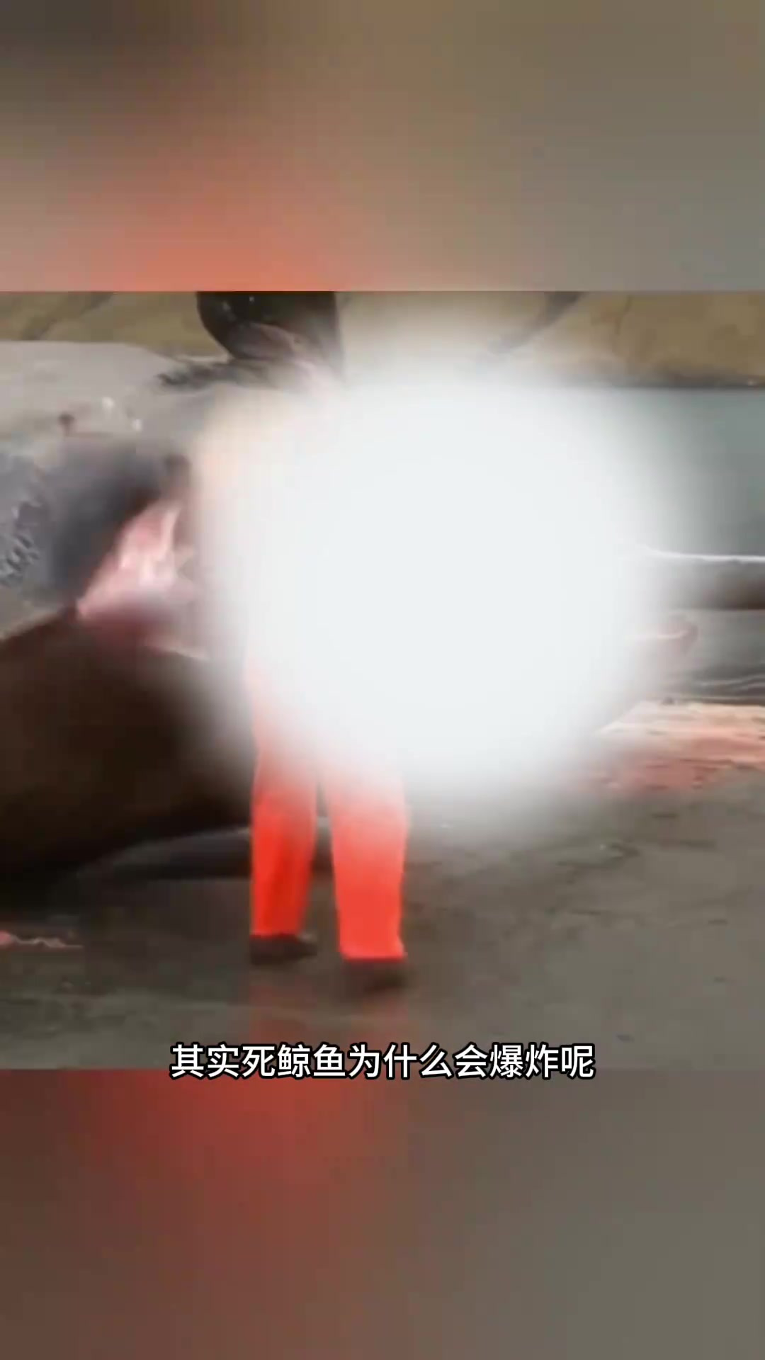 为什么死掉的鲸鱼会爆炸
