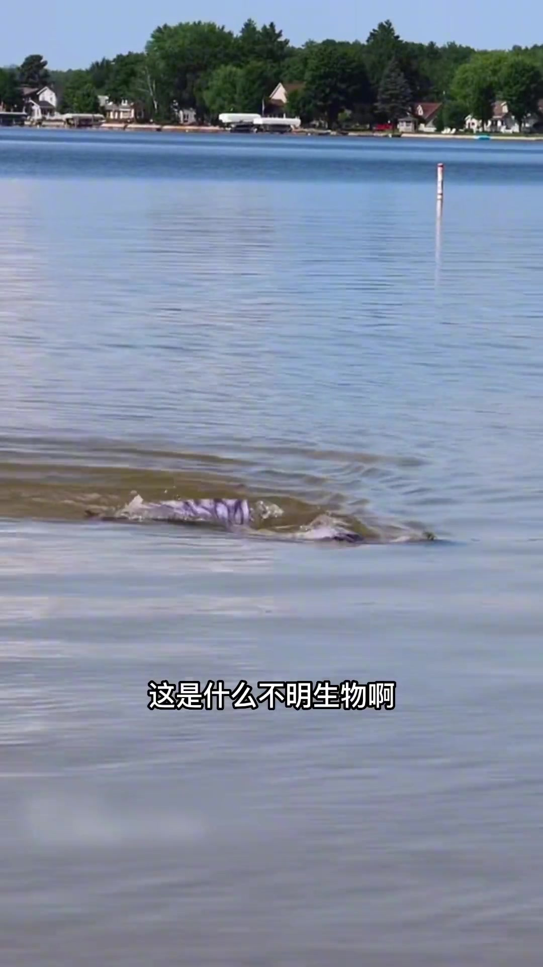 在水里游泳的彩色尾巴，是不明生物还是美人鱼呢？