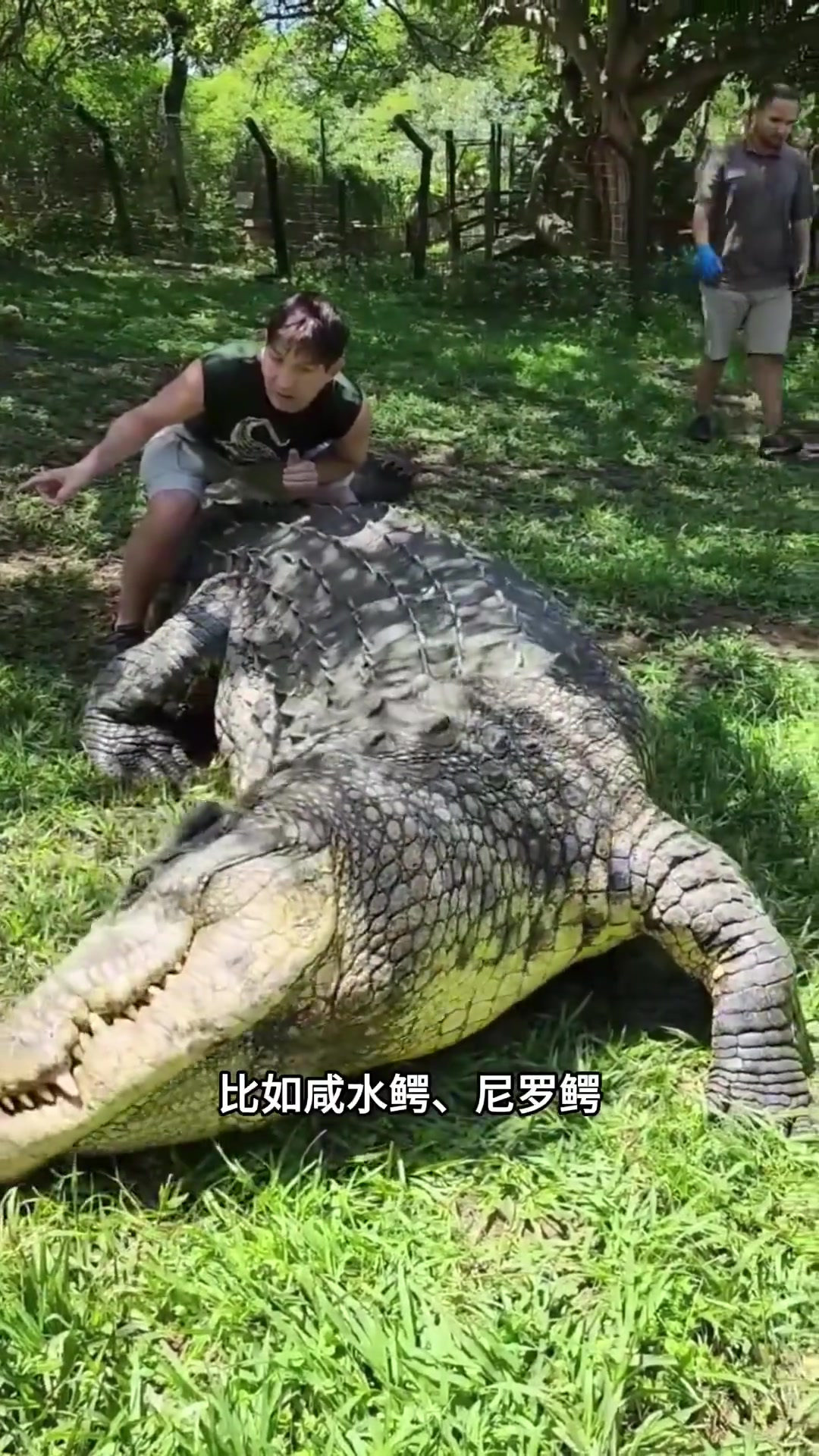 鳄鱼种类多样,体型差异显著,咬合力强需谨慎接触
