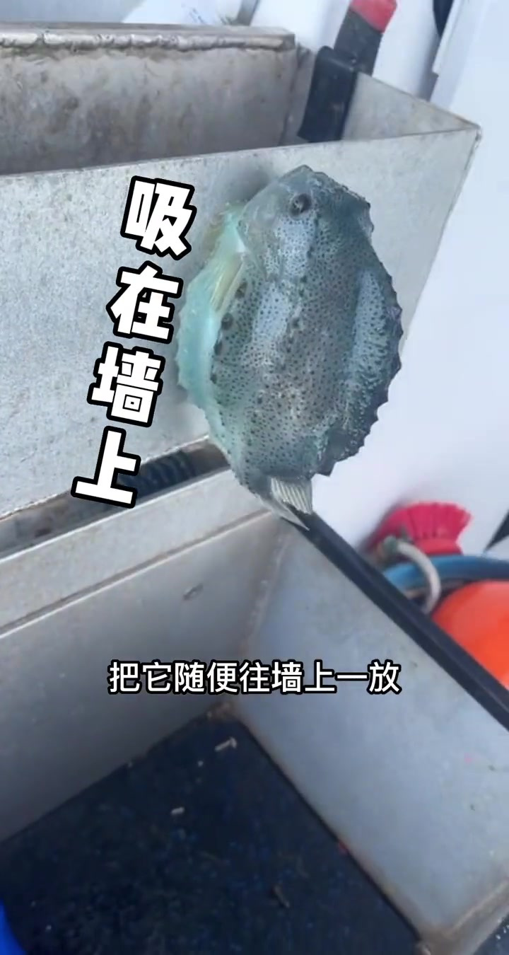 圆滚可爱的浪母狮鱼：吸盘吸附惹人爱，鱼儿间的搞笑瞬间！