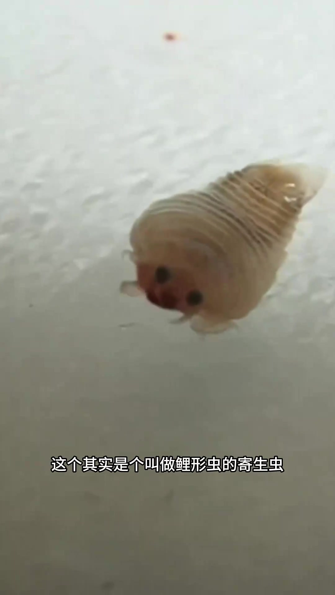 鱼嘴里钻出的寄生虫:里形虫无情夺命之旅揭秘