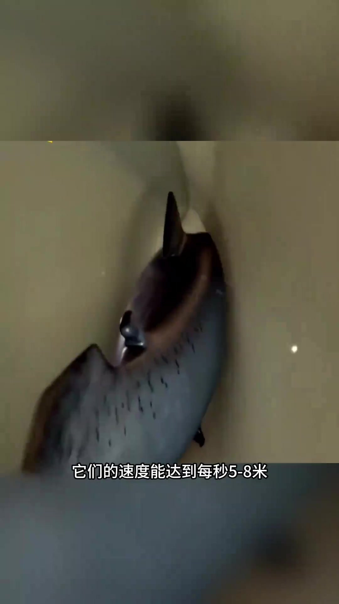 “鲑鱼迁徙新方法:创新炮弹助力鱼类顺利产卵”