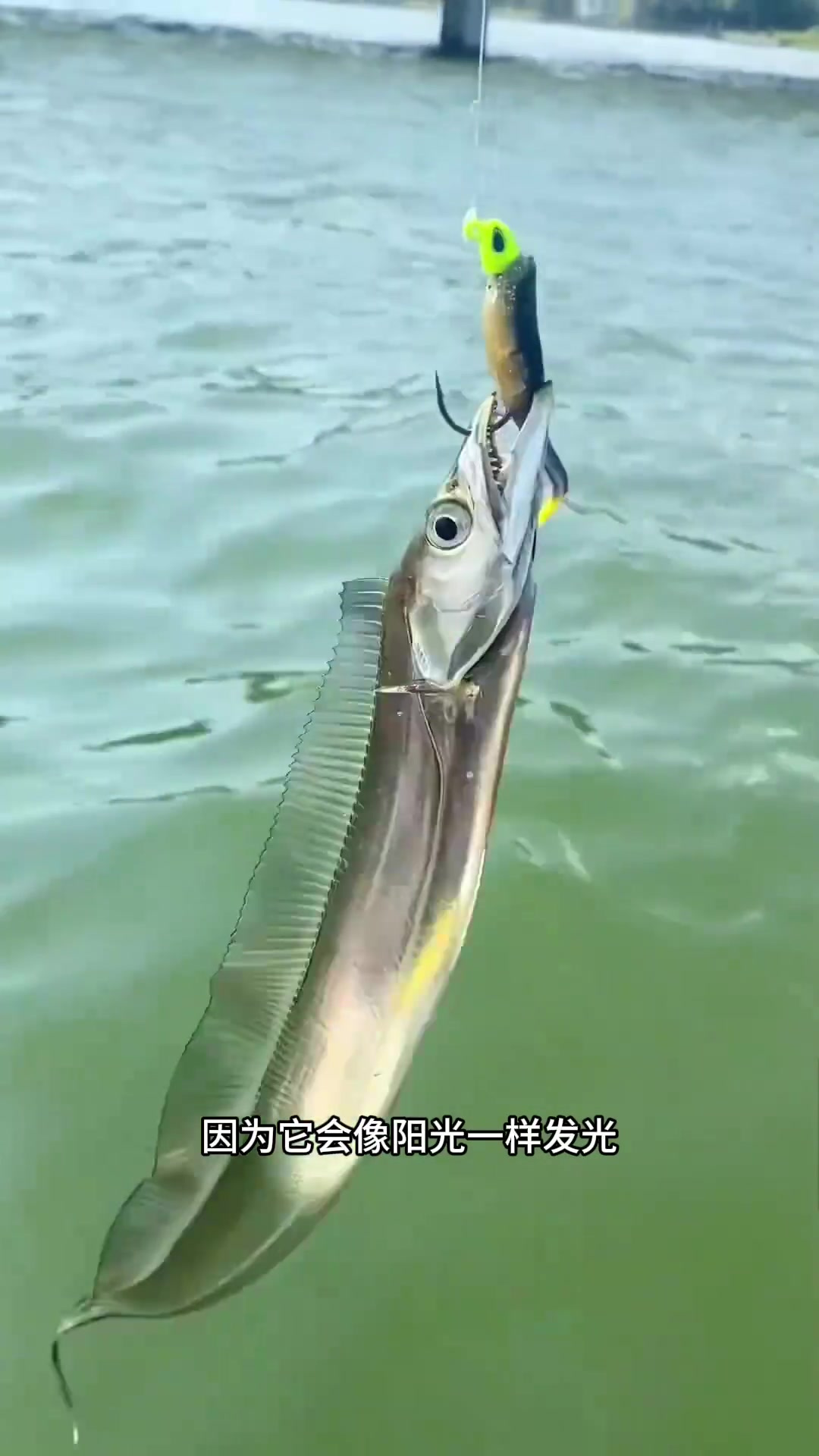 神奇的闪耀海洋生物 - 带鱼