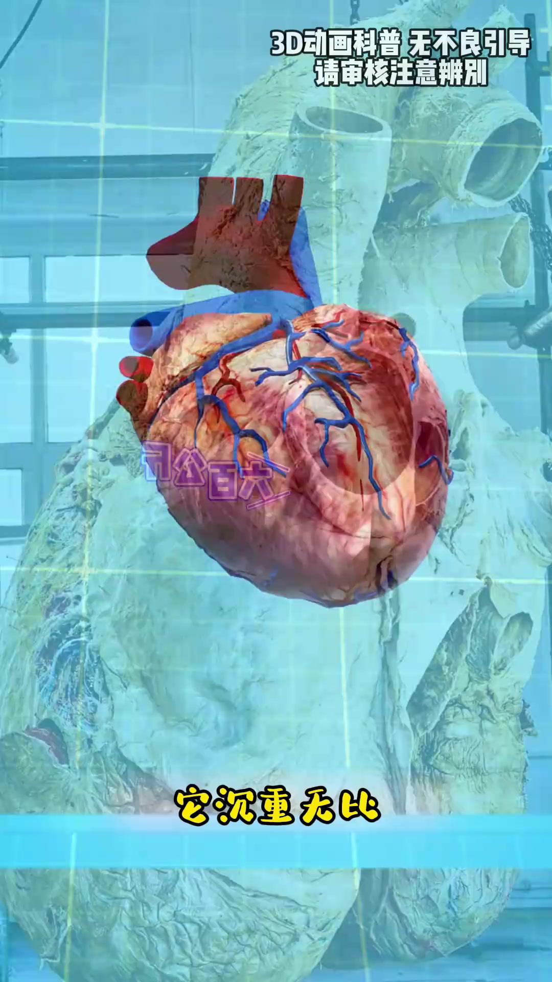 鲸鱼的心脏竟有小汽车那么大,值得一看