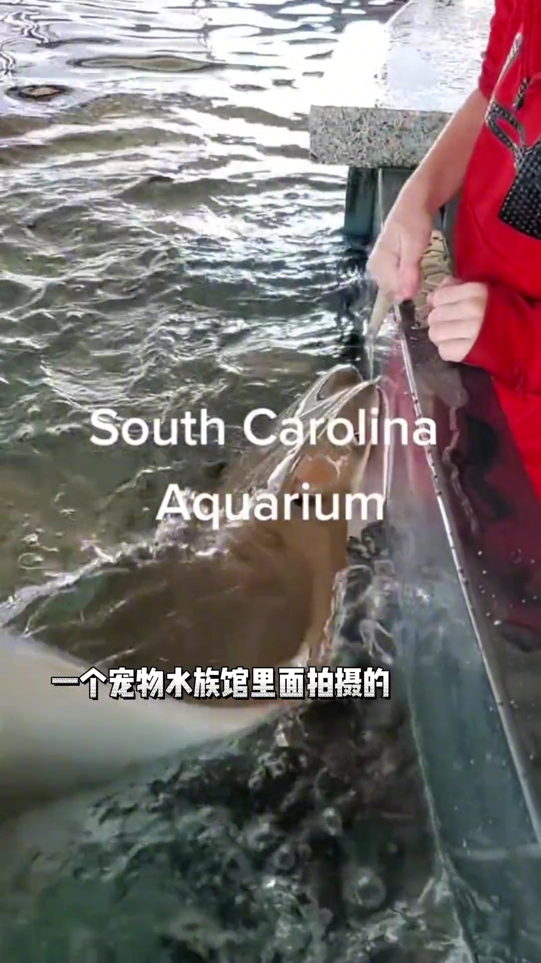 神奇牛鼻子魔鬼鱼 魔鬼鱼 牛鼻鲼 水族馆