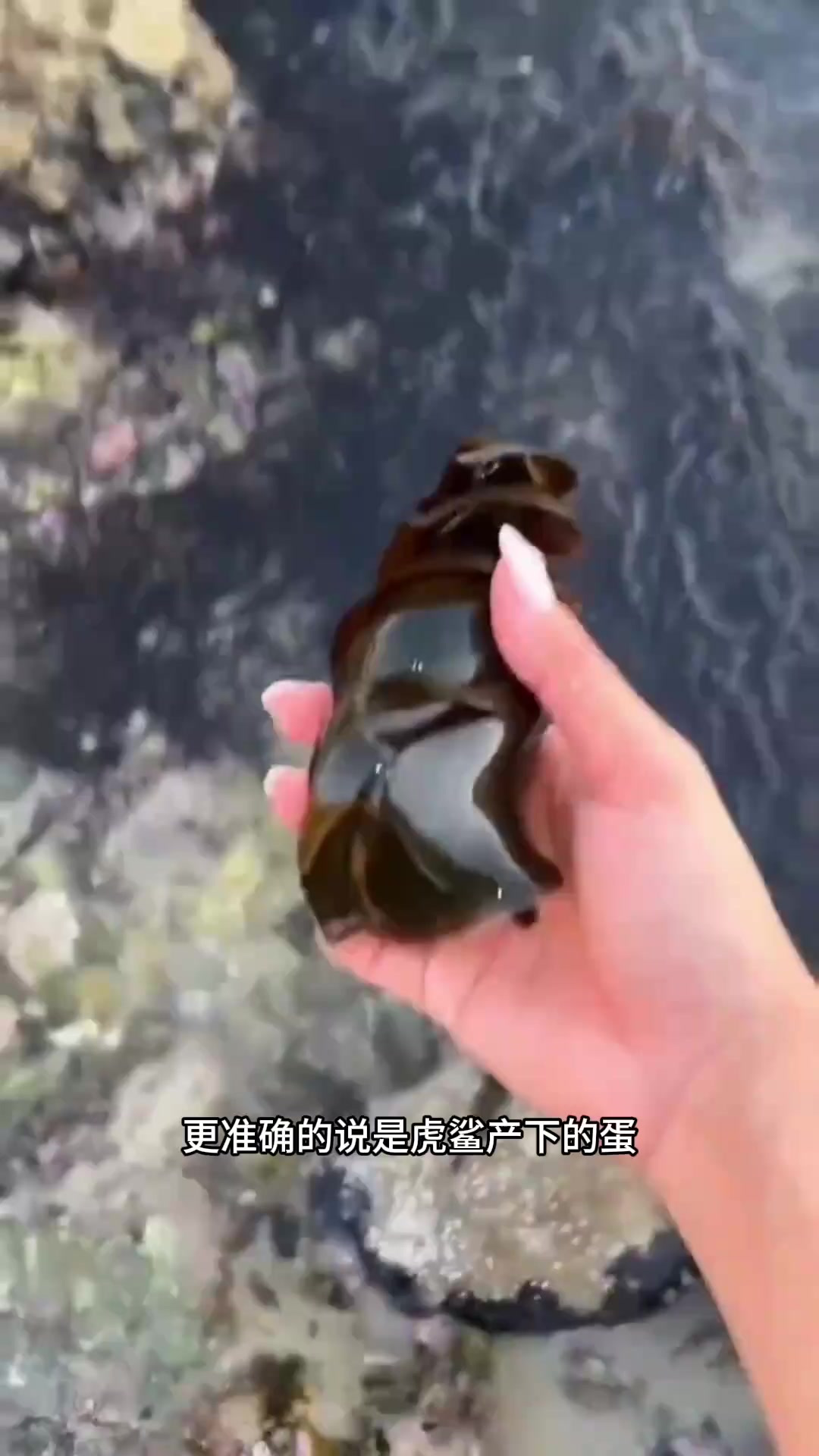 鲨鱼卵的独特形态:螺旋与丝状卵壳的生存智慧与保护机制