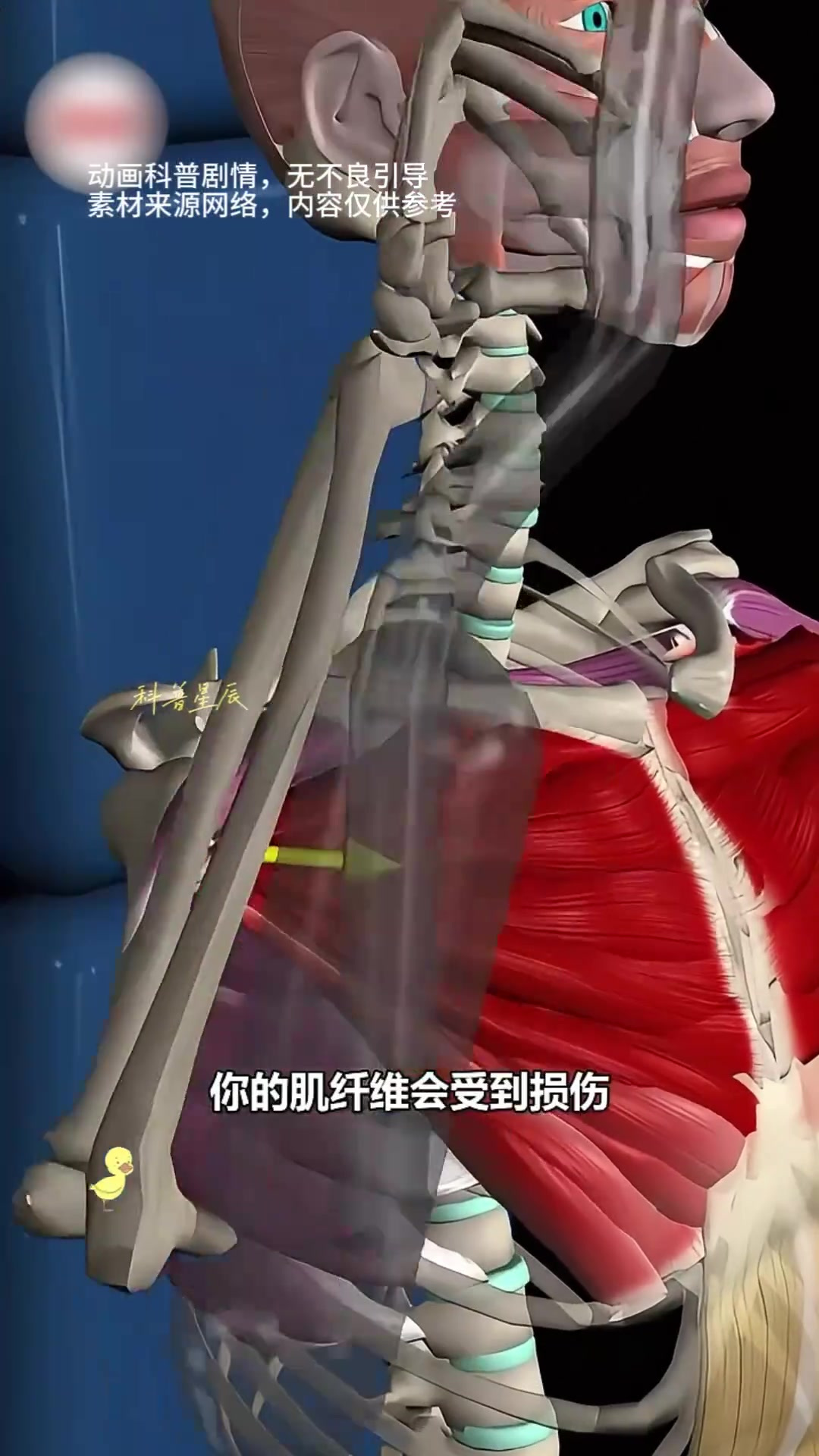 肌肉生长原理:损伤修复与卫星细胞的关键作用分析