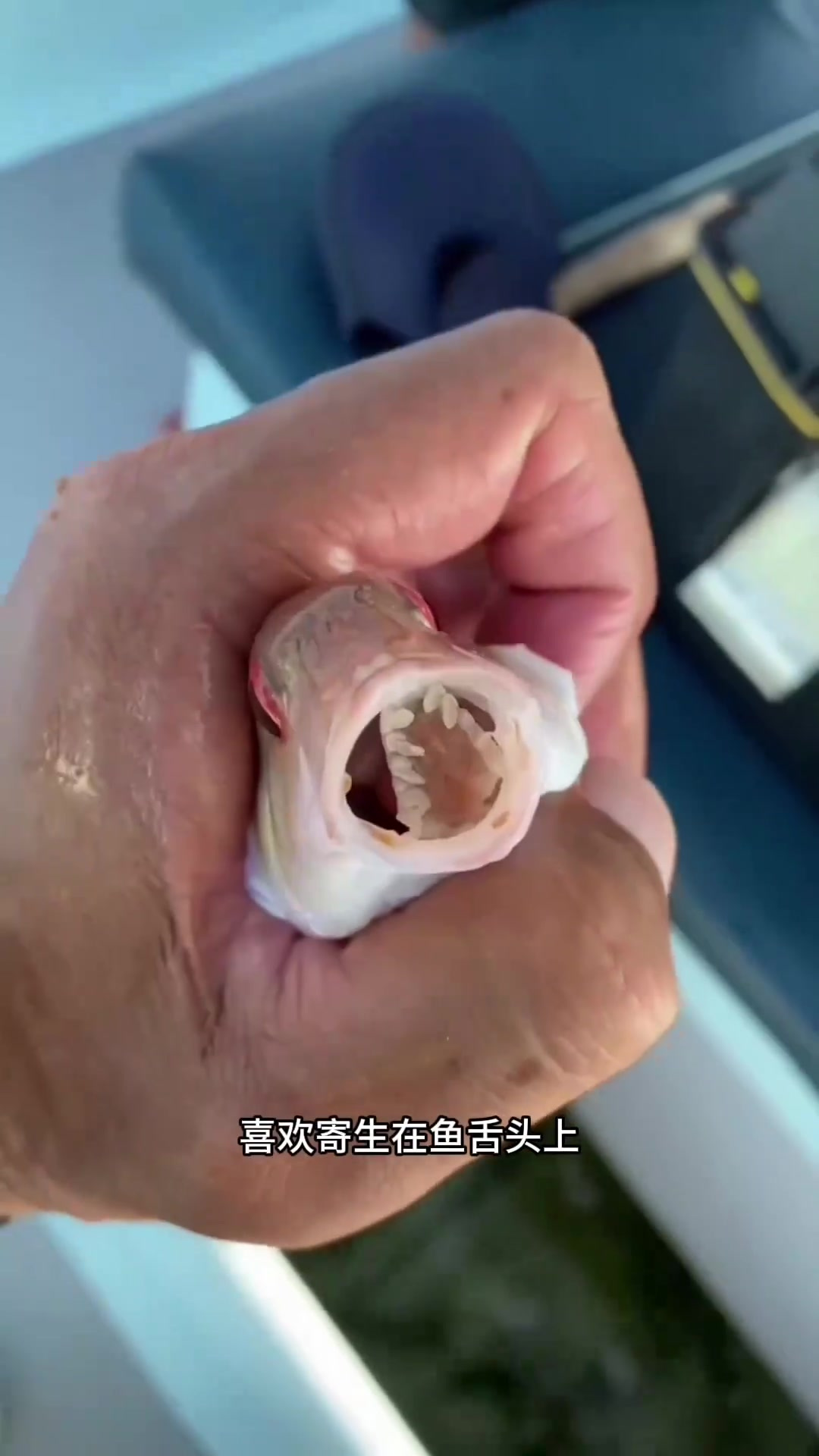 充当鱼舌头的寄生虫