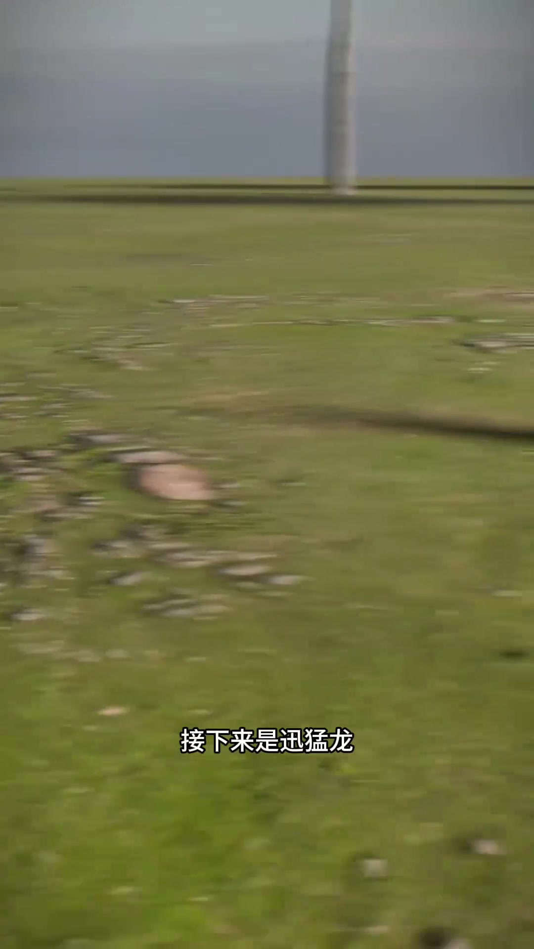 从微型迅猛龙到巨型阿根廷龙:揭秘不同体型的恐龙世界