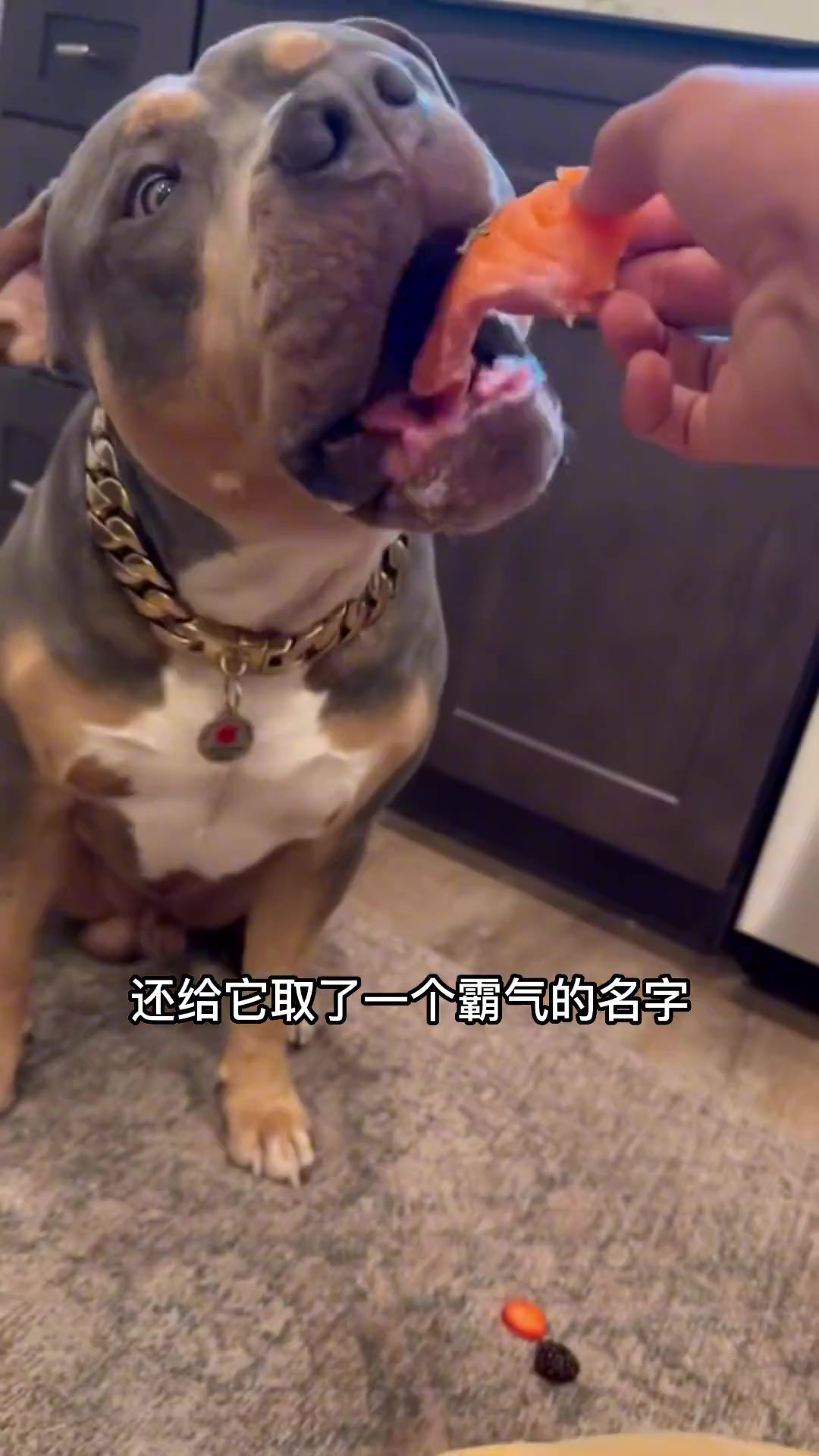 “王子狗狗生日盛宴:豪华牛排饭、精美蛋糕惊喜”