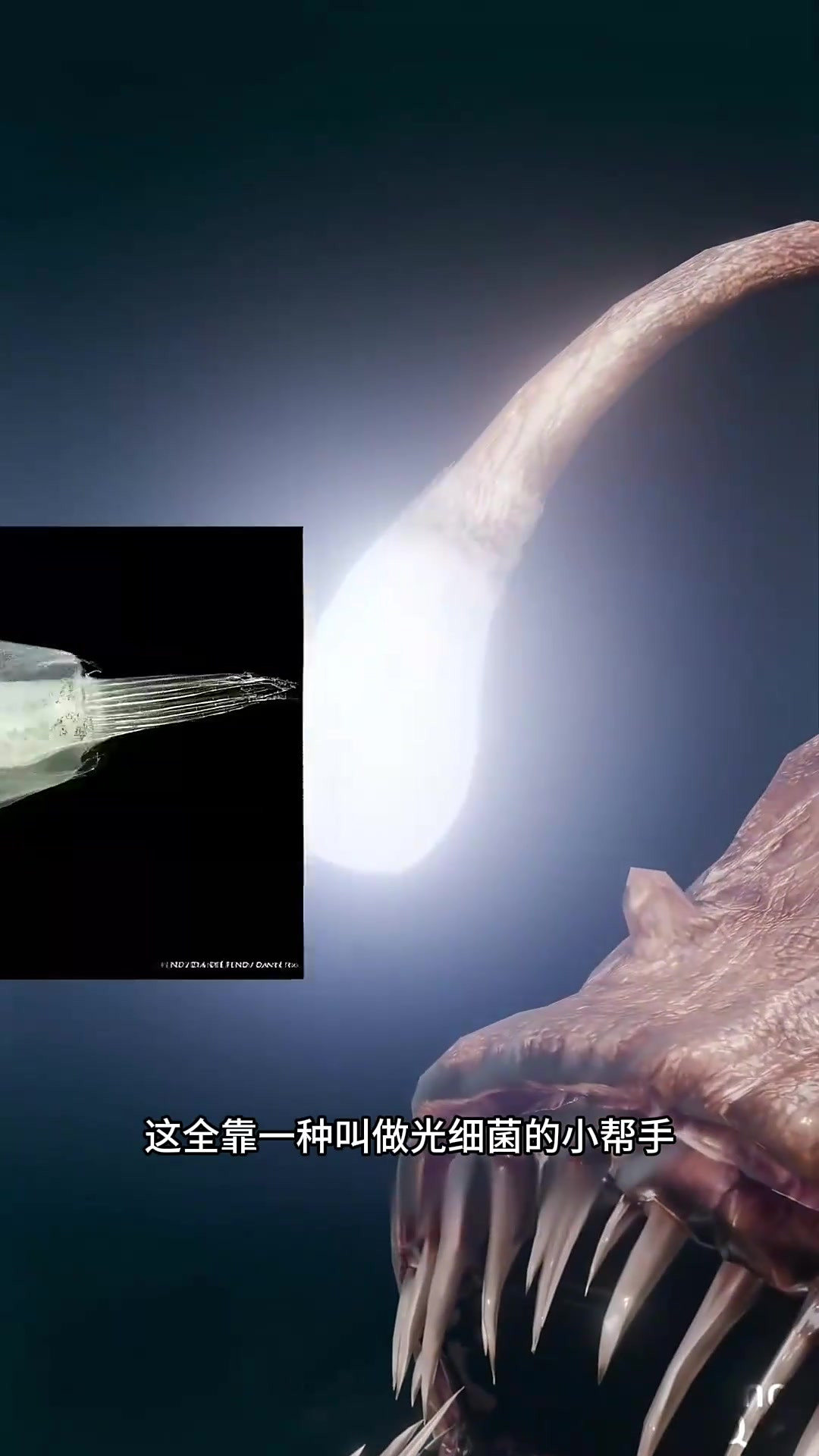 深海琵琶鱼与光细菌的奇妙合作