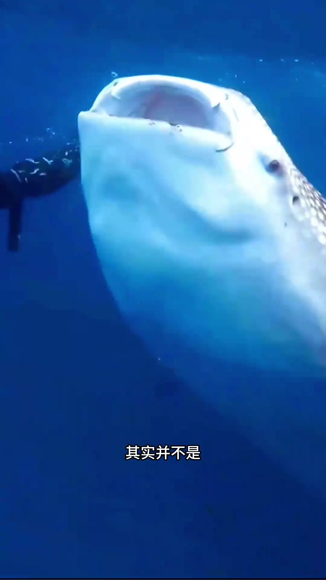 鲸鲨饮海水的秘密:为了捕食而非解渴的滤食性行为