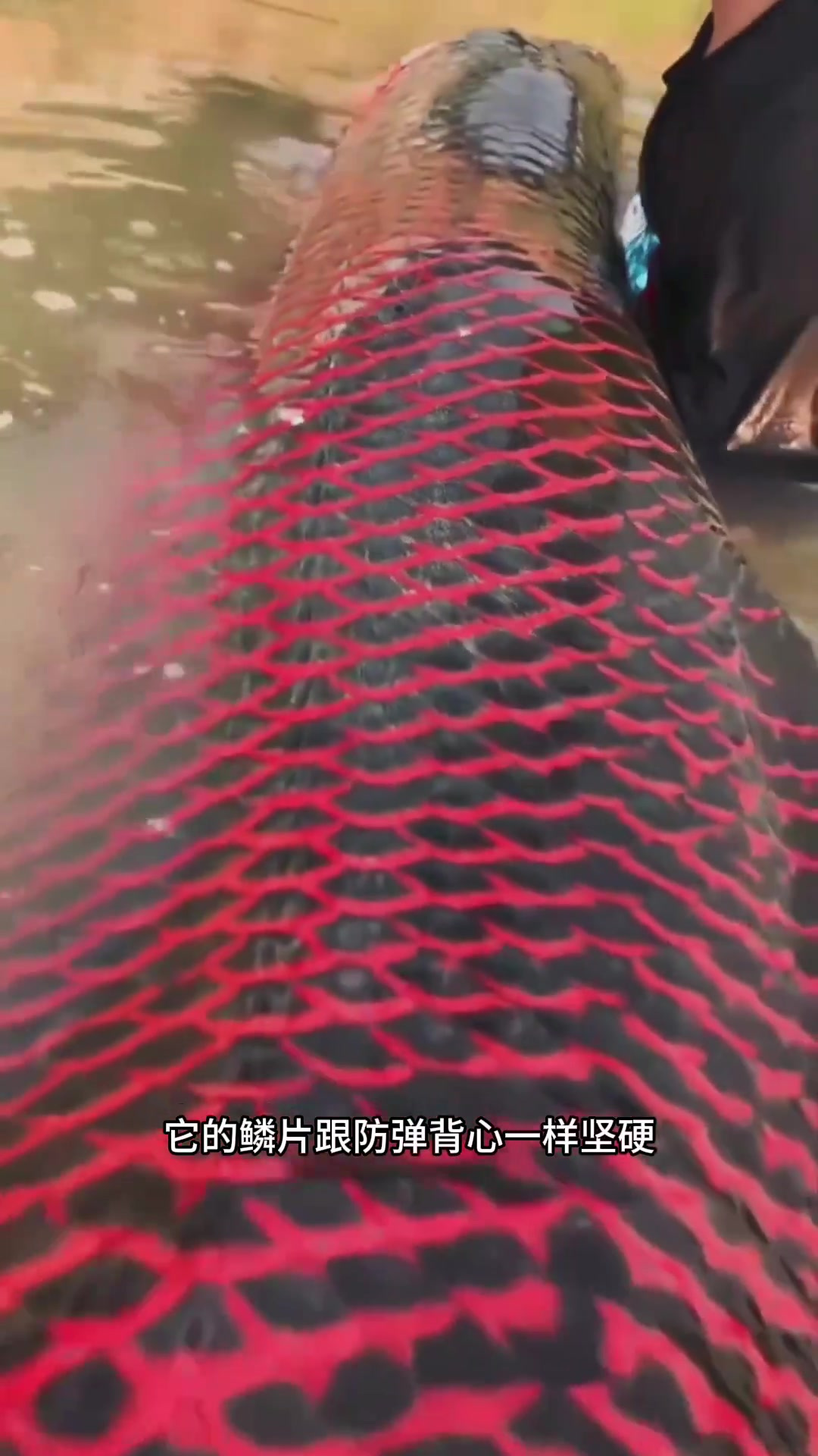 亚马逊巨骨蛇鱼:坚硬鳞片与惊人呼吸能力的淡水巨兽