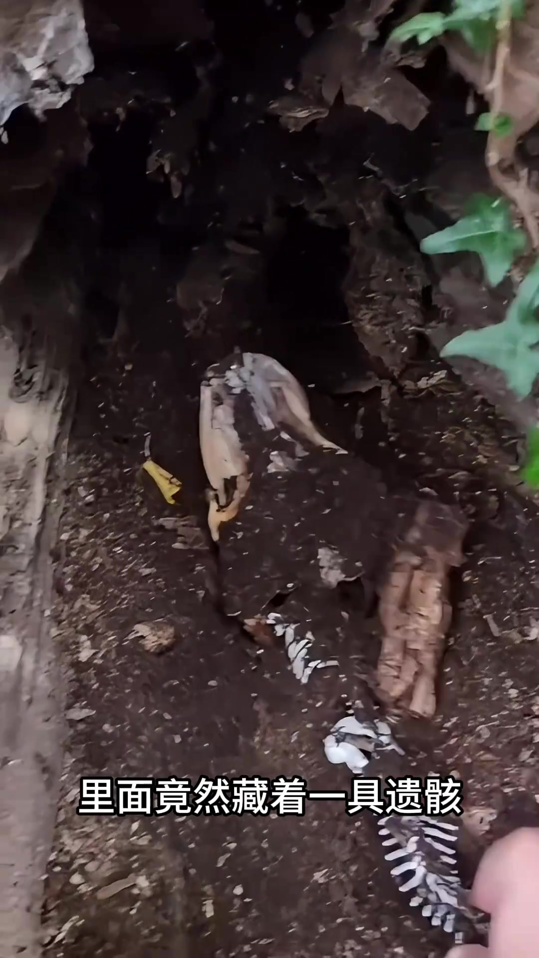 神秘坑洞现鱼骨,探险者揭开奇特遗骸真相引发疑问