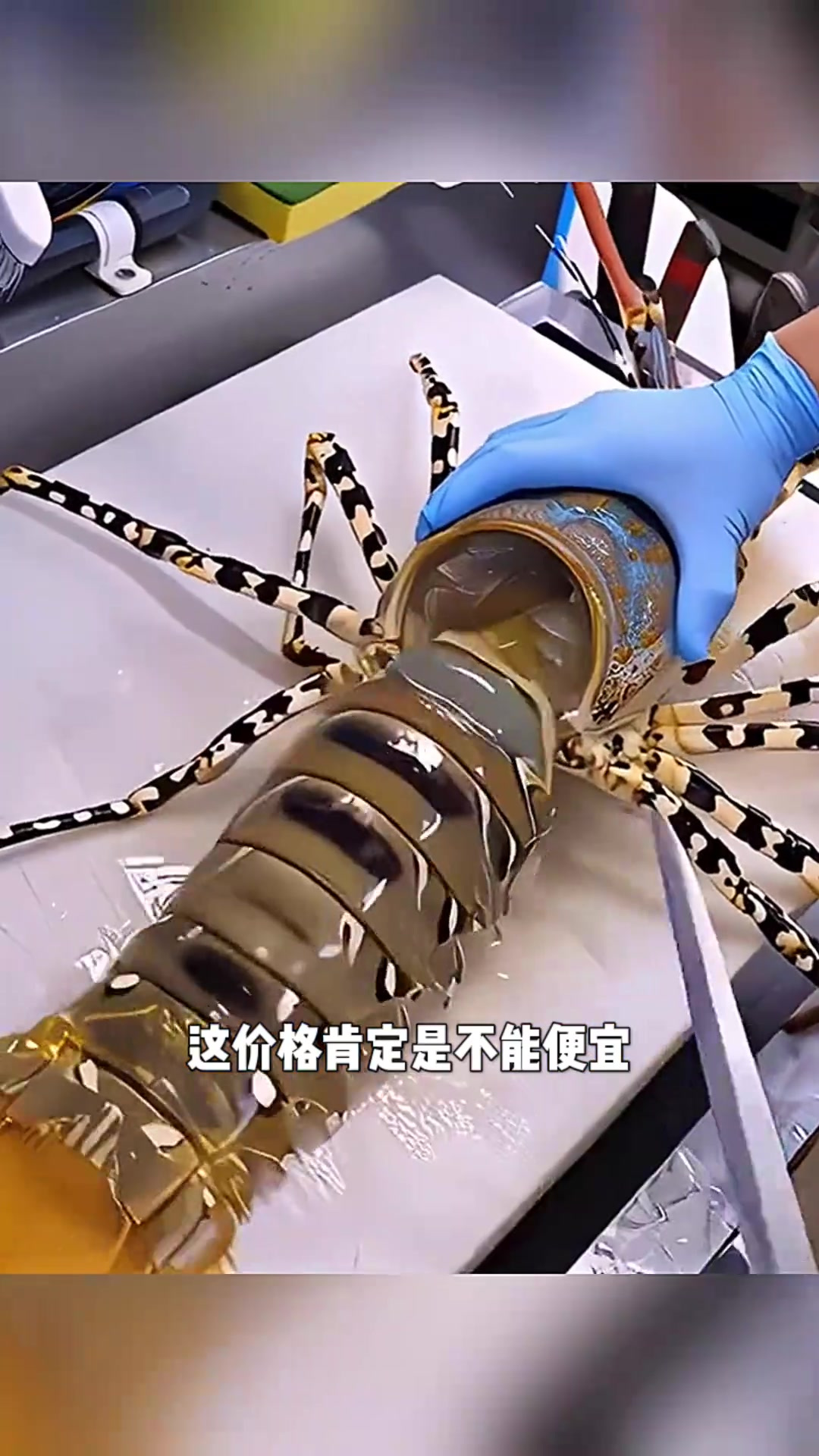 “首次见到巨大龙虾,价格不菲但肉量实在太少!”