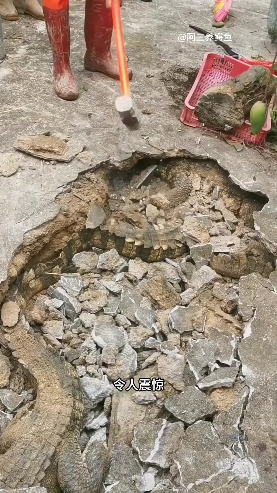 惊现鳄鱼养殖场:工人破坏地板发现惊人秘密